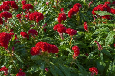 Kırmızı ibikli horoz tarağı (Celosia argentea var. Cristata) Tropikal bir bahçe sınırında yetişiyor.