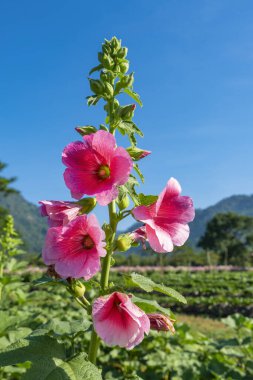 Bahçede mavi gökyüzü olan pembe gülhock çiçeği ya da Alcea rosea.