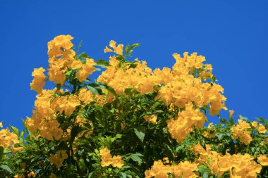 Sarı çiçekler, Tecoma tavaları, sarı çan, trompet sarmaşığı, mavi gökyüzünde açan bir bahçede..
