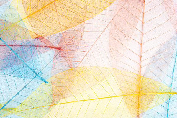 Abstract multicolor, transparent leaves of the skeleton with a beautiful texture.