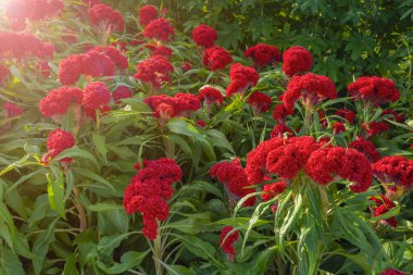 Kırmızı ibikli horoz tarağı (Celosia argentea var. Cristata) Tropikal bir bahçe sınırında yetişiyor.