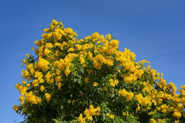 Trumpet Flower on the tree branch. Bush of Yellow elder, Trumpetbush.