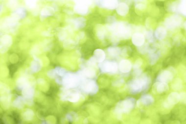 İyi bir çevre konsepti için doğa ormanlarının arka planında bulanık ağaç yaprakları.