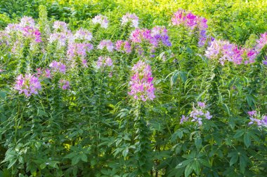 Çiçek tarlasında çiçek açan güzel renkli örümcek çiçekleri