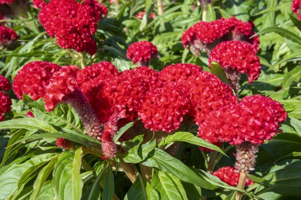 Bahçede çiçek açan Büyük Kızıl Celosia argentea 'sı.