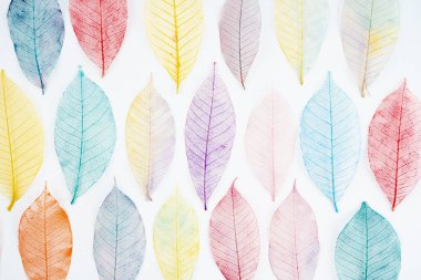 İskeletin beyaz arkaplandaki çok renkli, şeffaf yaprakları