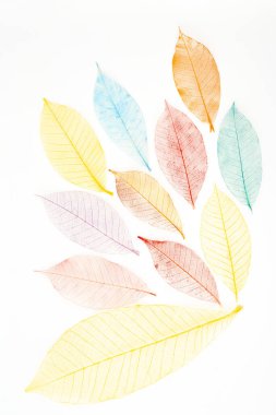 İskeletin beyaz arkaplandaki çok renkli, şeffaf yaprakları