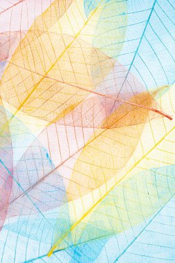 Soyut çok renkli, iskeletin şeffaf yaprakları ve güzel bir dokusu var..