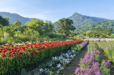 Büyük Kızıl Celosia argentea 'sı bahçede çiçek açıyor..