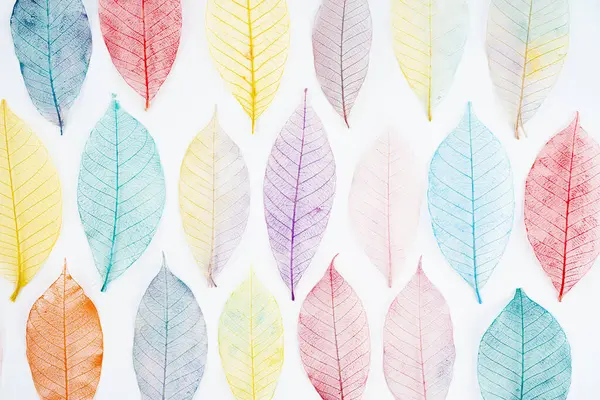 Abstract multicolor, transparent leaves of the skeleton on white background