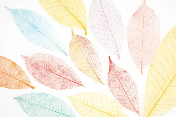 Beyaz arkaplanda renkli ve şeffaf yaprak iskeletleri.
