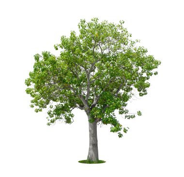 Cochlospermum regium ya da beyaz arka planda izole edilmiş sarı ipek pamuk ağacı. Kaydedilmiş kırpma yolu.