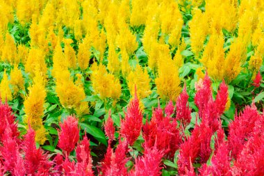 Celosia argentea veya Plumped Cockscomb çiçek, woolflower, renkli flowerbed.