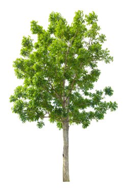 Beyaz arkaplanda izole edilmiş yeşil ağaç, kırpma yolunu kaydet.