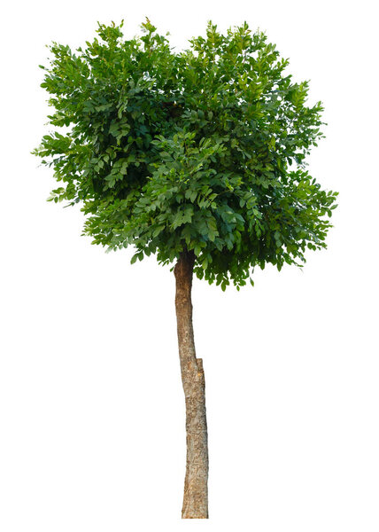Green tree isolated on white background, save clipping path.