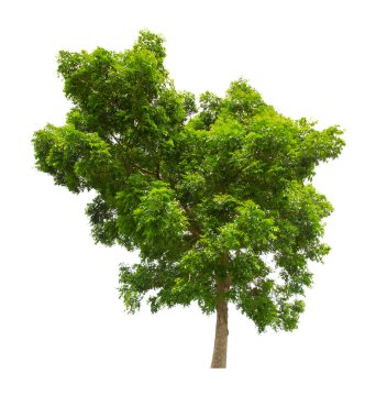 Beyaz arka planda izole edilmiş büyük tropikal ağaç. Kaydedilmiş kırpma yolu.