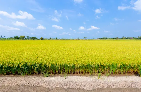 Risfält Och Blå Himmel Moln Bakgrund Thailand — Stockfoto