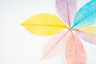 Beyaz arkaplanda dekoratif iskelet yaprağı seti.