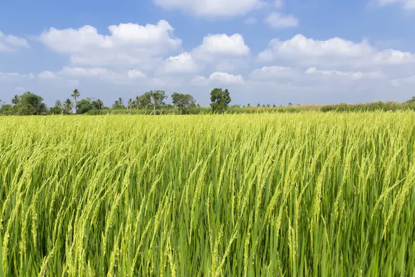 Piękny Widok Rolnictwa Zielony Krajobraz Pola Ryżu Przed Błękitnym Niebem Obraz Stockowy