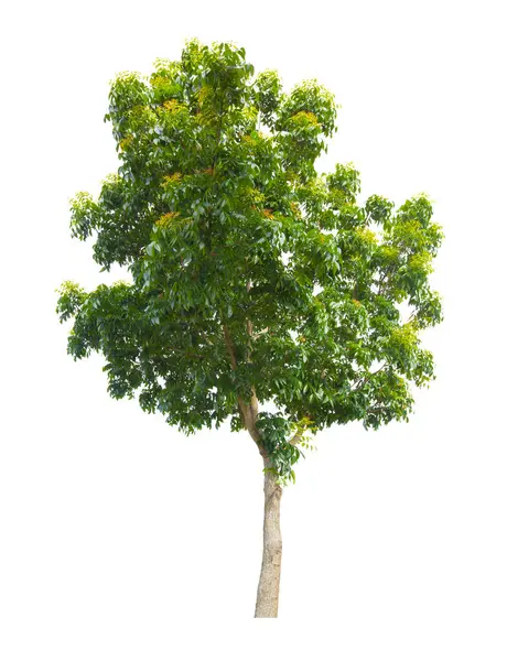 Bela Árvore Verde Isolada Fundo Branco Caminho Recorte Salvo Fotografias De Stock Royalty-Free