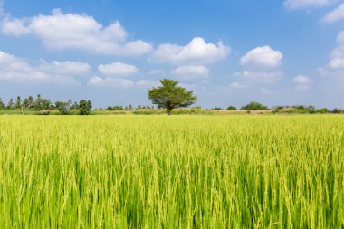 Rice crop soon to be harvested in the farmland and blue sky background. clipart