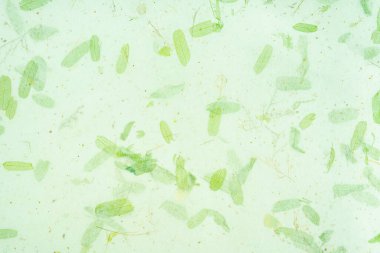 Arkaplan olarak yeşil el yapımı veya dut kağıdı deseni.