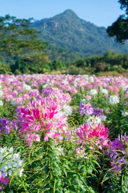 Pembe ve Beyaz Cleome bahçede dağ zeminli.