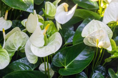 White Anthurium Flower. Flower blossoms in the garden clipart