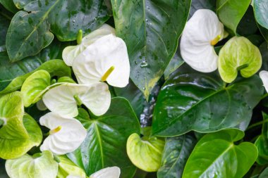 Beyaz Anthurium Çiçeği. Bahçede çiçekler açar.
