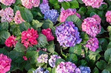 Bir bahar günü tarlada çok renkli ortanca yatakları