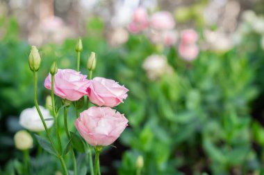 Yumuşak pembe çiçeklere yakın bahçemizde bahar konsepti.