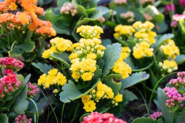 Kalanchoe Çiçeği 'Shadow' Madagaskar 'a özgü güzel bir ev bitkisidir.