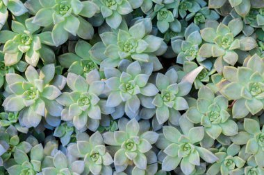 Arka plan olarak çok güzel sulu bitkiler, üst manzara. Pankart tasarımı