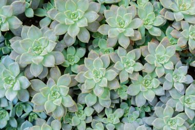 Bahçede lezzetli bitkiler (sulu kaktüsler). Üst görünüm.