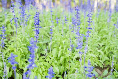 Arka planda taze mavi salvia çiçeği. 