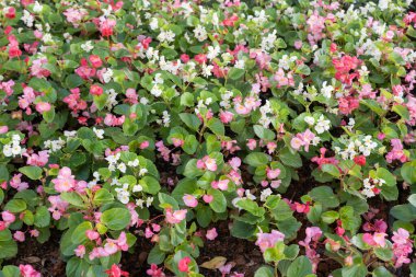 Begonya çiçeği (Begonya semperflorenleri) bahçede çiçek açıyor