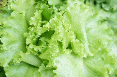 Yapraklı marul. Yağmurdan sonra yapraklara damla damlatarak. Sulu yeşil renk.