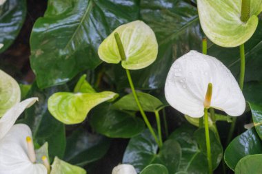 Beyaz renkli Anthurium Çiçeği. Bahçede çiçekler açar.