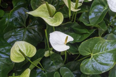 Beyaz renkli Anthurium Çiçeği. Bahçede çiçekler açar.