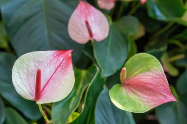 Bahçede çiçek açan pembe Anthurium, flamingo çiçekleri.