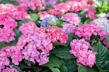 Mavi, mor ve pembe büyük yapraklı ortanca ya da Fransız ortancaları ya da bir penilik mac ya da hortensiya (Hydrangea makrophylla) çiçekleri kapanıyor