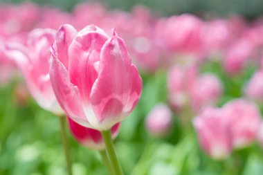 Bahçede açan pembe laleler, güneş ışığı, seçici odak.