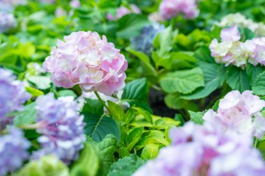 Manzara tasarımındaki güzel ortanca çalısı. Bahçede çiçekler. Mavi ortanca, yakın plan. Ortanca macrophylla