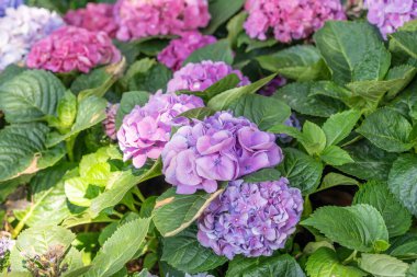 Çiçek açan büyük yapraklı ortanca, bahçedeki ortanca macrophylla.