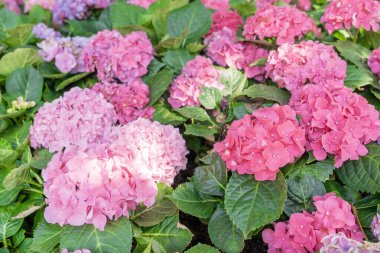 Çiçek açan büyük yapraklı ortanca, bahçedeki ortanca macrophylla.