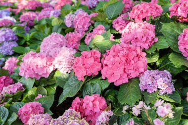 Çiçek açan büyük yapraklı ortanca, bahçedeki ortanca macrophylla.