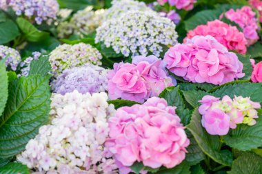 Çiçek açan büyük yapraklı ortanca, bahçedeki ortanca macrophylla.