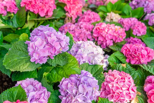 Çiçek açan büyük yapraklı ortanca, bahçedeki ortanca macrophylla.