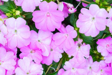 Açık pembe yeni Gine hastaları veya sabırsız Hawkeri çiçekleri bahçede.