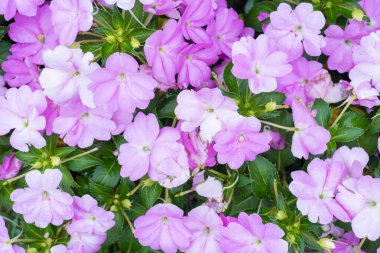 Açık pembe yeni Gine hastaları veya sabırsız Hawkeri çiçekleri bahçede.